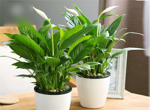 绿植租摆